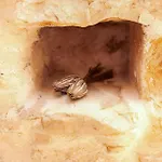 Heritage House Vrime - Stone House With Heated Pool